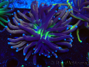 WYSIWYG Euphyllia glabrescens Nuclear Fusion (Mariculture acclimated under LED) 8C2