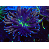 WYSIWYG Euphyllia glabrescens Nuclear Fusion (Mariculture acclimaté sous LED) 8C2