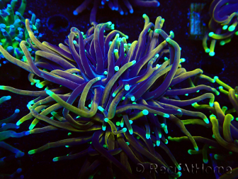 WYSIWYG Euphyllia glabrescens (Mariculture acclimaté sous LED) 8C3