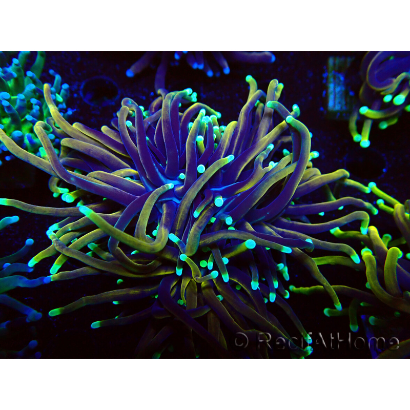 WYSIWYG Euphyllia glabrescens (Mariculture acclimated under LED) 8C3