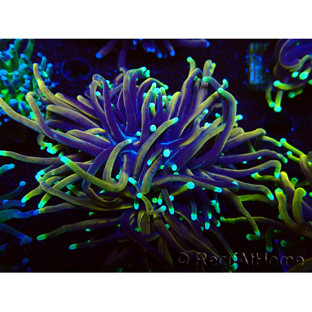 WYSIWYG Euphyllia glabrescens (Marikultur unter LED akklimatisiert) 8C3