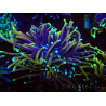 WYSIWYG Euphyllia glabrescens (Marikultur unter LED akklimatisiert) 8C3