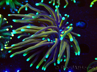 WYSIWYG Euphyllia glabrescens (Mariculture acclimated under LED) 8C4