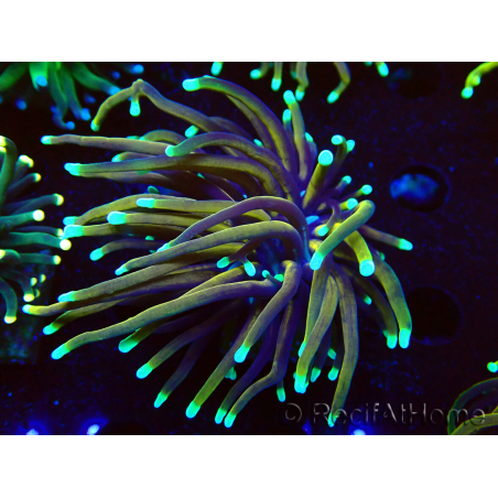 WYSIWYG Euphyllia glabrescens (Maricoltura acclimatata sotto LED) 8C4