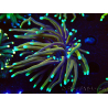 WYSIWYG Euphyllia glabrescens (Mariculture acclimaté sous LED) 8C4