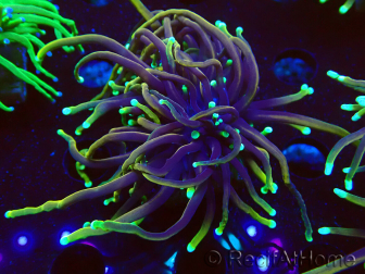 WYSIWYG Euphyllia glabrescens (Mariculture acclimaté sous LED) 8C5