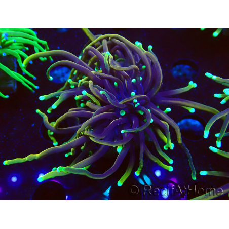 WYSIWYG Euphyllia glabrescens (Acclimated Mariculture under LED) 8C5