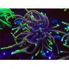 WYSIWYG Euphyllia glabrescens (Maricultura aclimatada bajo LED) 8C5