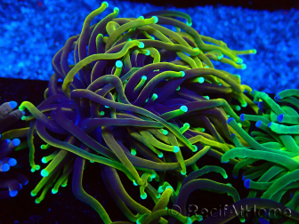 WYSIWYG Euphyllia glabrescens (Maricultura aclimatada bajo LED) 8M5