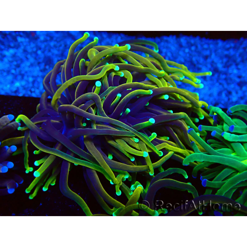 WYSIWYG Euphyllia glabrescens (Mariculture acclimated under LED) 8M5