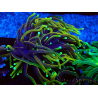 WYSIWYG Euphyllia glabrescens (Marikultur, akklimatisiert unter LED) 8M5