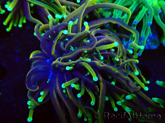 WYSIWYG Euphyllia glabrescens (Marikultur, akklimatisiert unter LED) 8D1