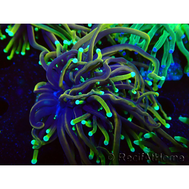 WYSIWYG Euphyllia glabrescens (Mariculture acclimated under LED) 8D1