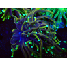 WYSIWYG Euphyllia glabrescens (Maricultura acclimatata sotto LED) 8D1