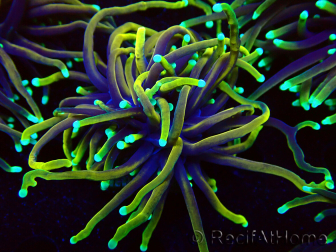 WYSIWYG Euphyllia glabrescens (Maricoltura acclimatata sotto LED) 8D2