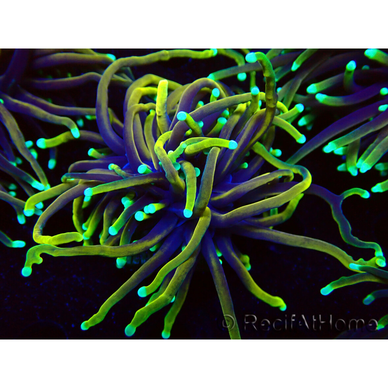 WYSIWYG Euphyllia glabrescens (Mariculture acclimaté sous LED) 8D2