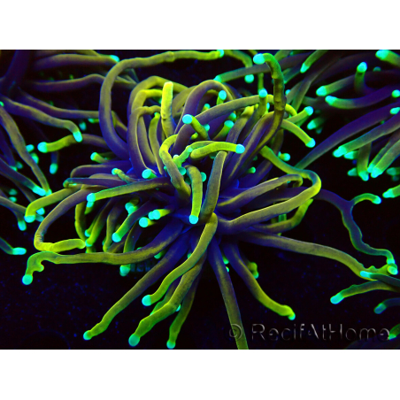WYSIWYG Euphyllia glabrescens (Mariculture acclimaté sous LED) 8D2
