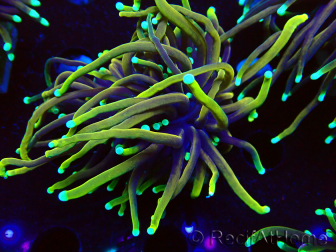 WYSIWYG Euphyllia glabrescens (Marikultur, an LED angepasst) 8D4