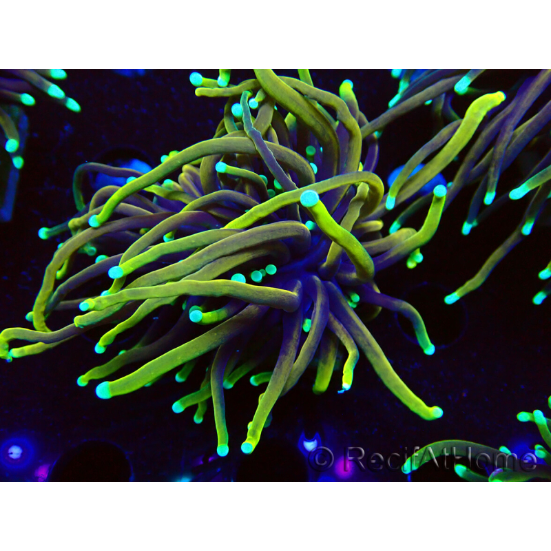 WYSIWYG Euphyllia glabrescens (Mariculture acclimaté sous LED) 8D4