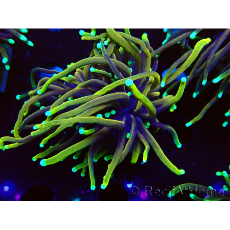 WYSIWYG Euphyllia glabrescens (Mariculture acclimaté sous LED) 8D4