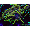 WYSIWYG Euphyllia glabrescens (Mariculture acclimaté sous LED) 8D4