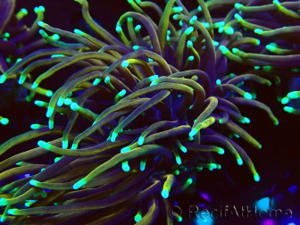 WYSIWYG Euphyllia glabrescens (Maricultura acclimatata sotto LED) 8D5