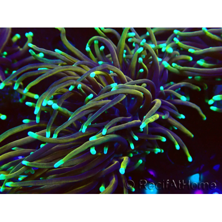 WYSIWYG Euphyllia glabrescens (Maricultura acclimatata sotto LED) 8D5
