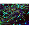 WYSIWYG Euphyllia glabrescens (Mariculture acclimaté sous LED) 8D5