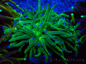 WYSIWYG Euphyllia glabrescens (Marikultur unter LED akklimatisiert) 8D6
