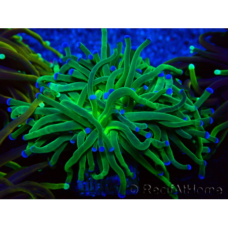WYSIWYG Euphyllia glabrescens (Maricultura acclimata sotto LED) 8D6