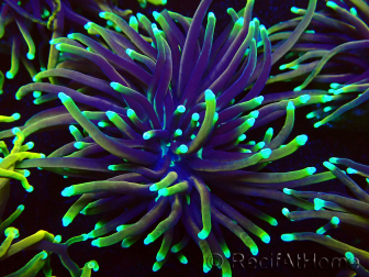 WYSIWYG Euphyllia glabrescens (Mariculture acclimaté sous LED) 8N2