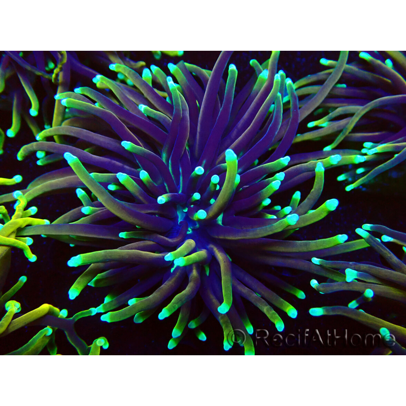 WYSIWYG Euphyllia glabrescens (Marikultur, akklimatisiert unter LED) 8N2
