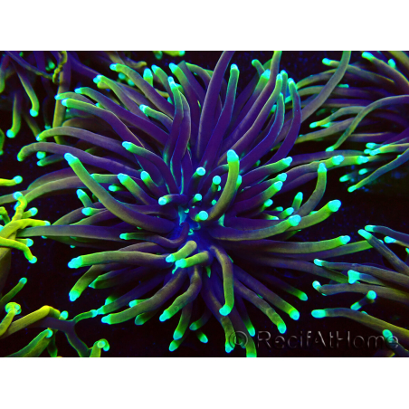 WYSIWYG Euphyllia glabrescens (Mariculture acclimaté sous LED) 8D8