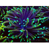 WYSIWYG Euphyllia glabrescens (Marikultur, akklimatisiert unter LED) 8N2