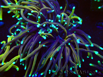 WYSIWYG Euphyllia glabrescens (Maricoltura acclimatata sotto LED) 8E1