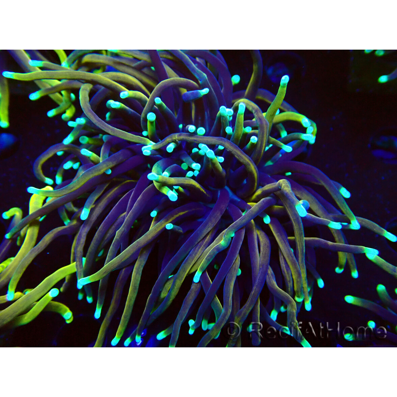 WYSIWYG Euphyllia glabrescens (Mariculture acclimaté sous LED) 8E1