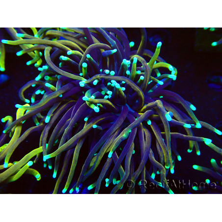 WYSIWYG Euphyllia glabrescens (Maricoltura acclimatata sotto LED) 8E1