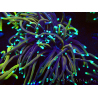 WYSIWYG Euphyllia glabrescens (Maricoltura acclimatata sotto LED) 8E1