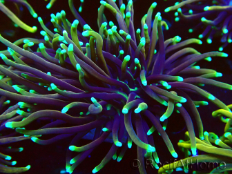 WYSIWYG Euphyllia glabrescens GLITTER GRAIL (Marikultur unter LED akklimatisiert) 8E2