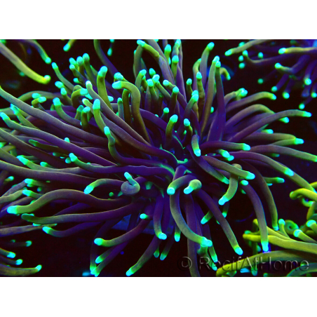 WYSIWYG Euphyllia glabrescens GLITTER GRAIL (Maricultura aclimatada bajo LED) 8E2
