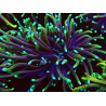 WYSIWYG Euphyllia glabrescens GLITTER GRAIL (Mariculture acclimaté sous LED) 8E2