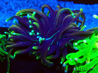 WYSIWYG Euphyllia glabrescens (Maricultura aclimatada bajo LED) 8E3