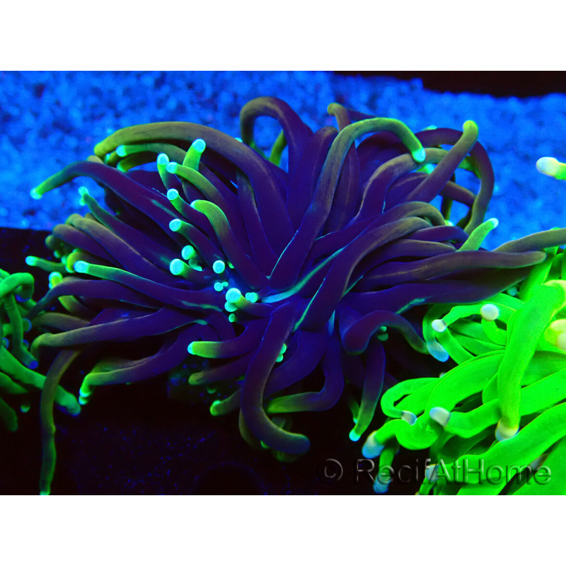 WYSIWYG Euphyllia glabrescens (Maricoltura acclimatata sotto LED) 8E3
