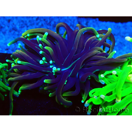 WYSIWYG Euphyllia glabrescens (Maricoltura acclimatata sotto LED) 8E3