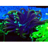 WYSIWYG Euphyllia glabrescens (Maricoltura acclimatata sotto LED) 8E3