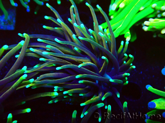 WYSIWYG Euphyllia glabrescens TIGER (Mariculture acclimaté sous LED) 8E4