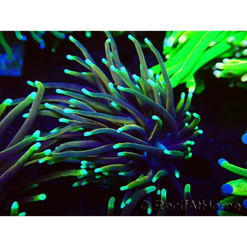 WYSIWYG Euphyllia glabrescens TIGER (Mariculture acclimaté sous LED) 8E4