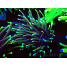 WYSIWYG Euphyllia glabrescens TIGER (Maricoltura acclimatata sotto LED) 8E4