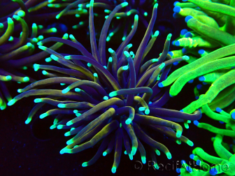 WYSIWYG Euphyllia glabrescens GLITTER GRAIL (Marikultur unter LED akklimatisiert) 8E5