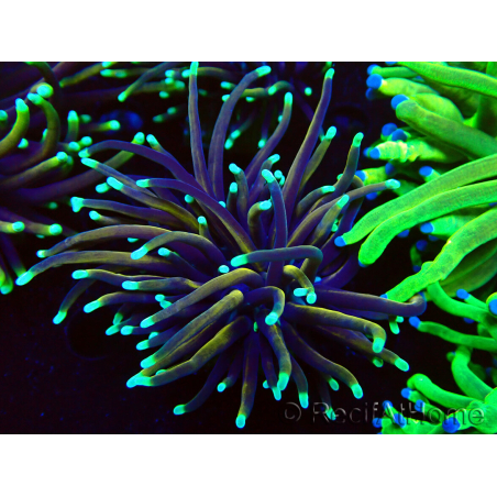 WYSIWYG Euphyllia glabrescens GLITTER GRAIL (Mariculture acclimated under LED) 8E5
